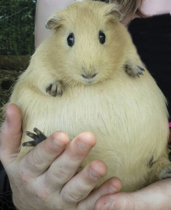 Tüm sevimliliğiyle 19 hamile hayvan