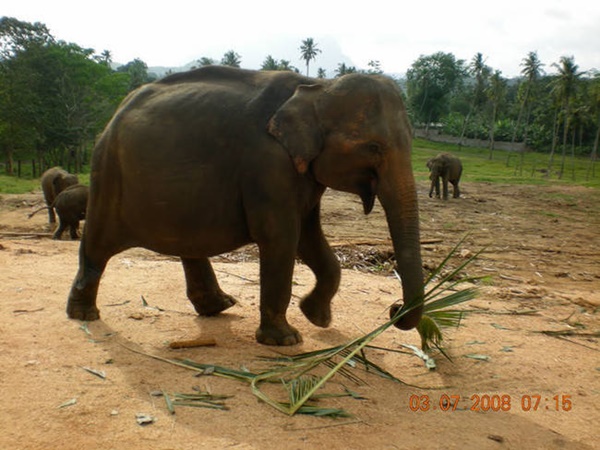 Foto - Tüm sevimliliğiyle 19 hamile hayvan