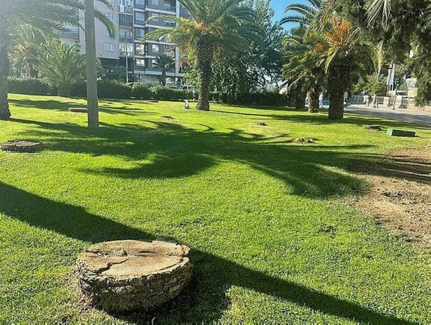 Foto - Tunç Soyer'in palmiye fiyaskosu! 2 bin ağaç heba oldu akılları anca başlarına geldi