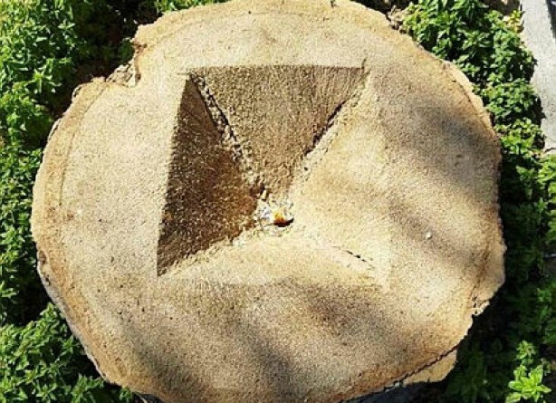 Foto - Tunç Soyer'in palmiye fiyaskosu! 2 bin ağaç heba oldu akılları anca başlarına geldi