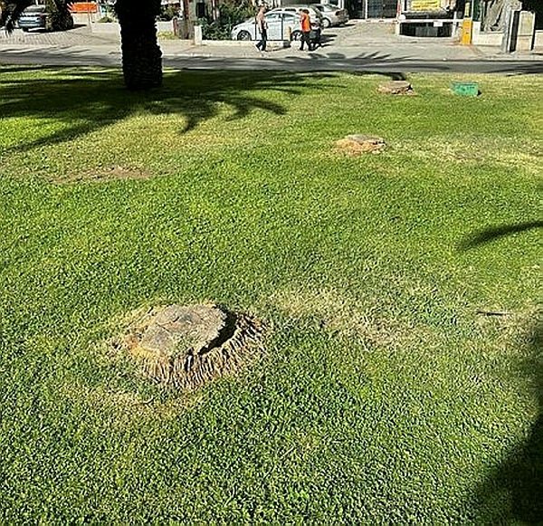 Foto - Tunç Soyer'in palmiye fiyaskosu! 2 bin ağaç heba oldu akılları anca başlarına geldi