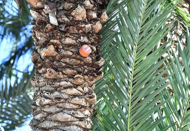 Foto - Tunç Soyer'in palmiye fiyaskosu! 2 bin ağaç heba oldu akılları anca başlarına geldi