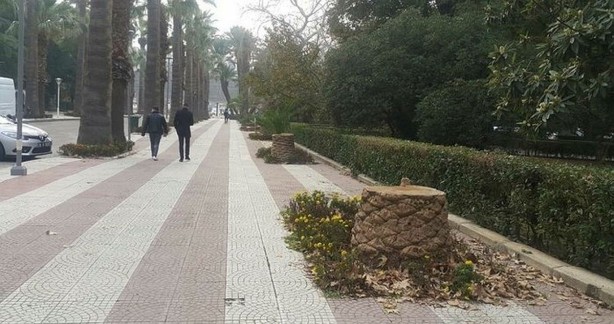 Foto - Tunç Soyer'in palmiye fiyaskosu! 2 bin ağaç heba oldu akılları anca başlarına geldi