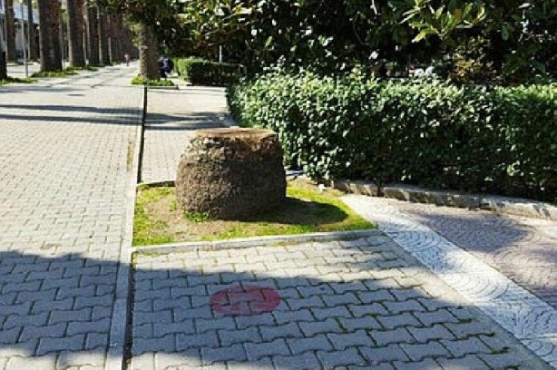 Foto - Tunç Soyer'in palmiye fiyaskosu! 2 bin ağaç heba oldu akılları anca başlarına geldi