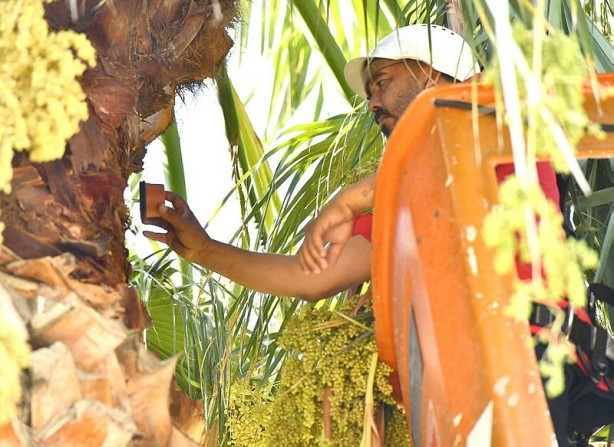 Foto - Tunç Soyer'in palmiye fiyaskosu! 2 bin ağaç heba oldu akılları anca başlarına geldi