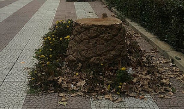 Foto - Tunç Soyer'in palmiye fiyaskosu! 2 bin ağaç heba oldu akılları anca başlarına geldi