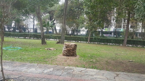 Foto - Tunç Soyer'in palmiye fiyaskosu! 2 bin ağaç heba oldu akılları anca başlarına geldi