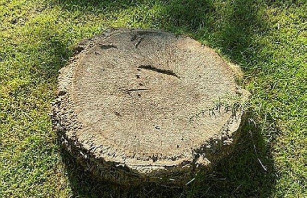 Foto - Tunç Soyer'in palmiye fiyaskosu! 2 bin ağaç heba oldu akılları anca başlarına geldi