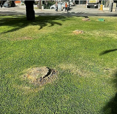 Foto - Tunç Soyer'in palmiye fiyaskosu… Keserek korudular!