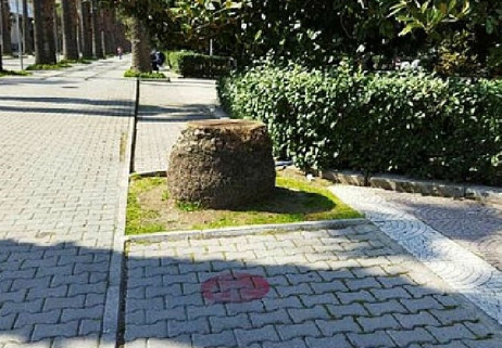 Foto - Tunç Soyer'in palmiye fiyaskosu… Keserek korudular!