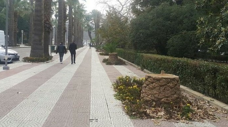 Foto - Tunç Soyer'in palmiye fiyaskosu… Keserek korudular!