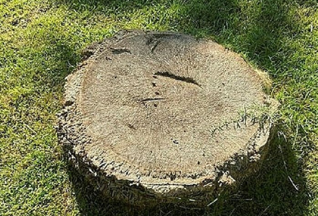 Foto - Tunç Soyer'in palmiye fiyaskosu… Keserek korudular!