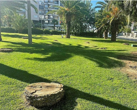 Foto - Tunç Soyer'in palmiye fiyaskosu… Keserek korudular!