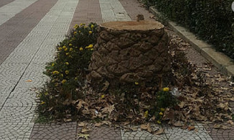 Foto - Tunç Soyer'in palmiye fiyaskosu… Keserek korudular!