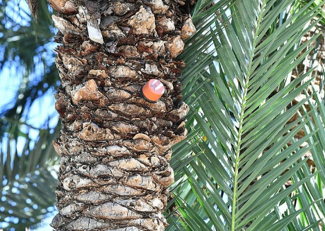 Foto - Tunç Soyer'in palmiye fiyaskosu… Keserek korudular!