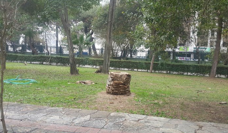 Foto - Tunç Soyer'in palmiye fiyaskosu… Keserek korudular!