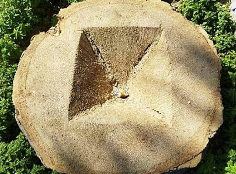 Foto - Tunç Soyer'in palmiye fiyaskosu… Keserek korudular!