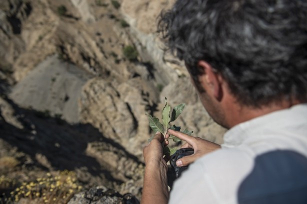 Foto - Tunceli dağlarında endemik bitkilerin izini sürüyor