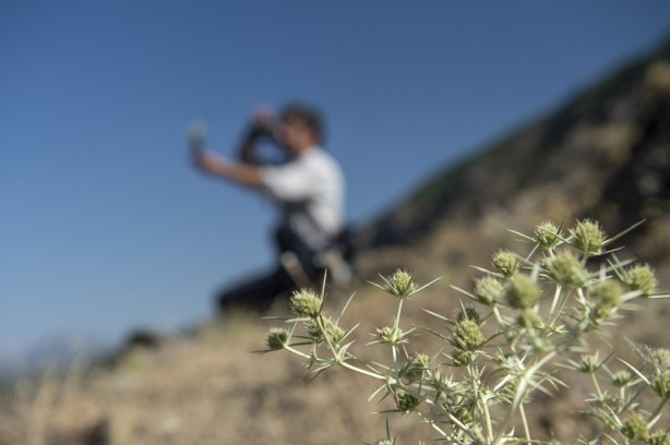 Foto - Tunceli dağlarında endemik bitkilerin izini sürüyor