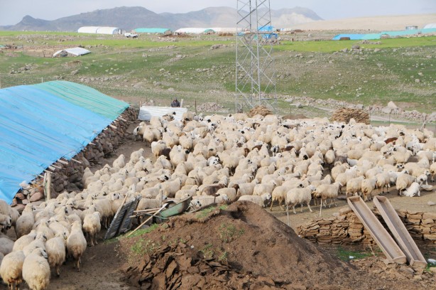 Foto - Tunceli'de 6 bin lira maaşla çalışacak çoban aranıyor!