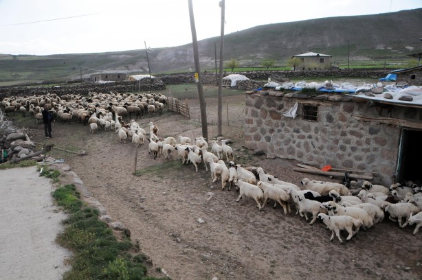 Foto - Tunceli'de 6 bin lira maaşla çalışacak çoban aranıyor!