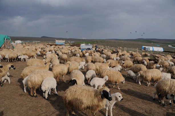 Foto - Tunceli'de 6 bin lira maaşla çalışacak çoban aranıyor!