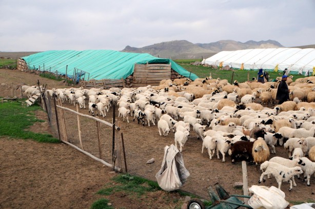 Tunceli'de 6 bin lira maaşla çalışacak çoban aranıyor!