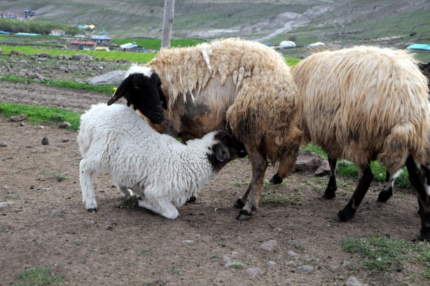Foto - Tunceli'de 6 bin lira maaşla çalışacak çoban aranıyor!
