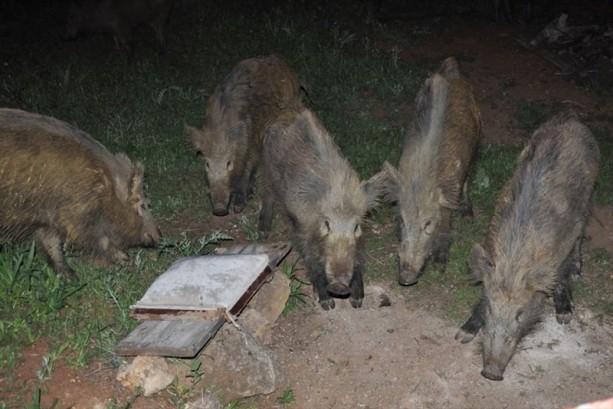 Foto - Tunceli'de domuzları elleriyle besliyorlar