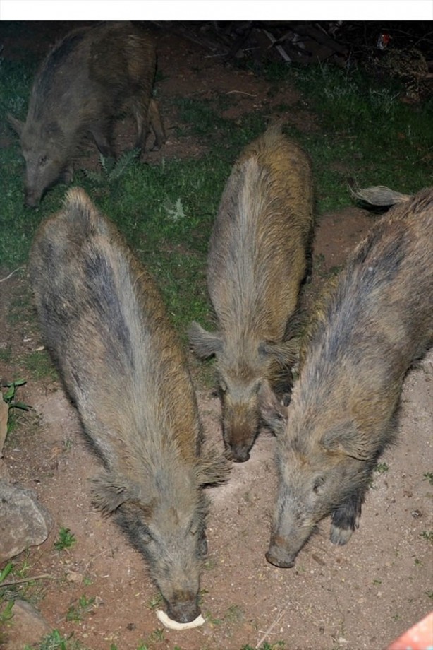 Foto - Tunceli'de domuzları elleriyle besliyorlar