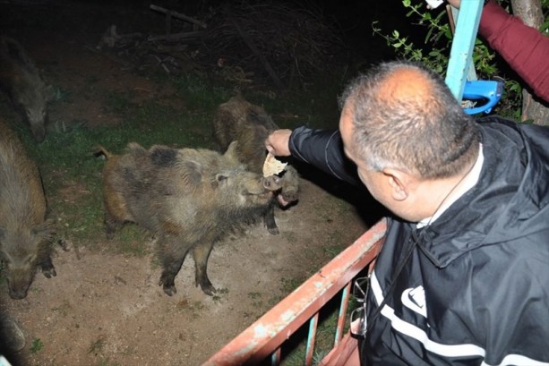 Foto - Tunceli'de domuzları elleriyle besliyorlar
