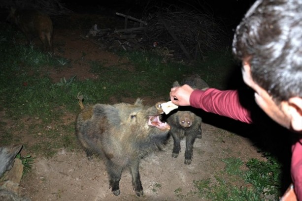 Foto - Tunceli'de domuzları elleriyle besliyorlar