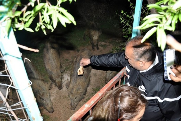 Tunceli'de domuzları elleriyle besliyorlar