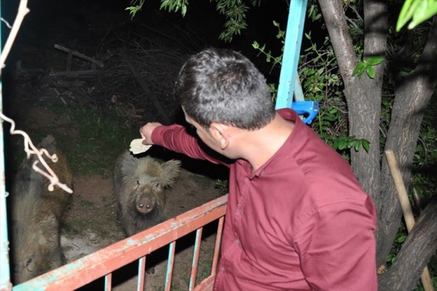 Foto - Tunceli'de domuzları elleriyle besliyorlar