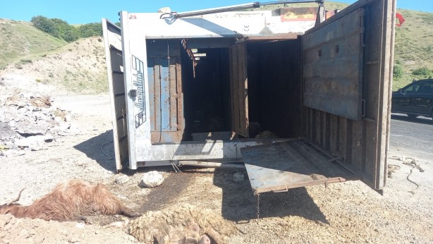 Foto - Tunceli’de, hayvan yüklü tır devrildi: 3 yaralı