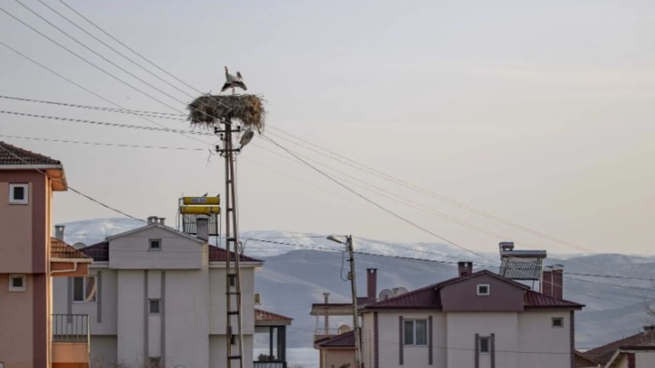 Foto - Tunceli’yi mesken tuttular! İki leylek 6 yıldır göç etmiyor