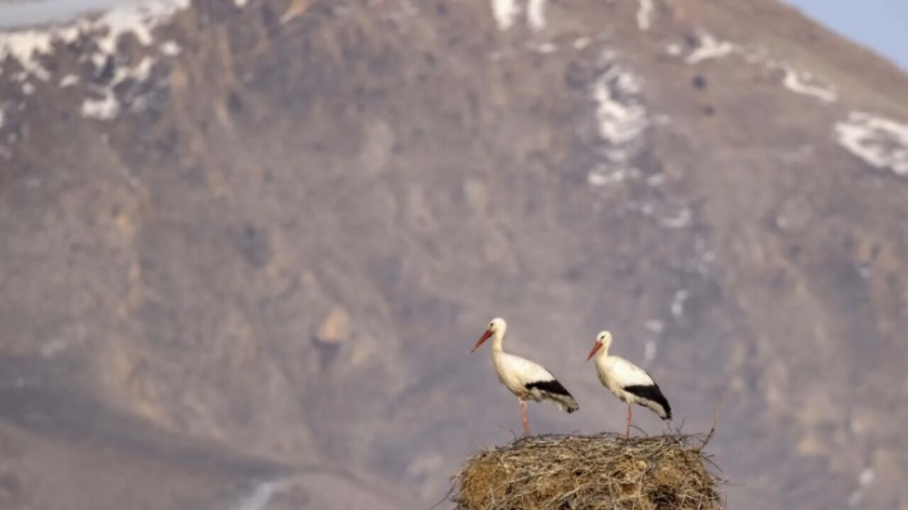 Foto - Tunceli’yi mesken tuttular! İki leylek 6 yıldır göç etmiyor