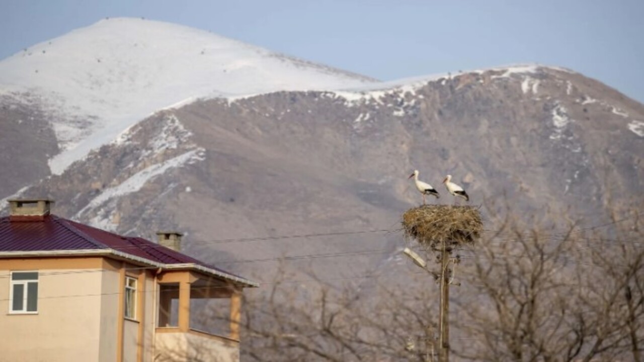 Foto - Tunceli’yi mesken tuttular! İki leylek 6 yıldır göç etmiyor