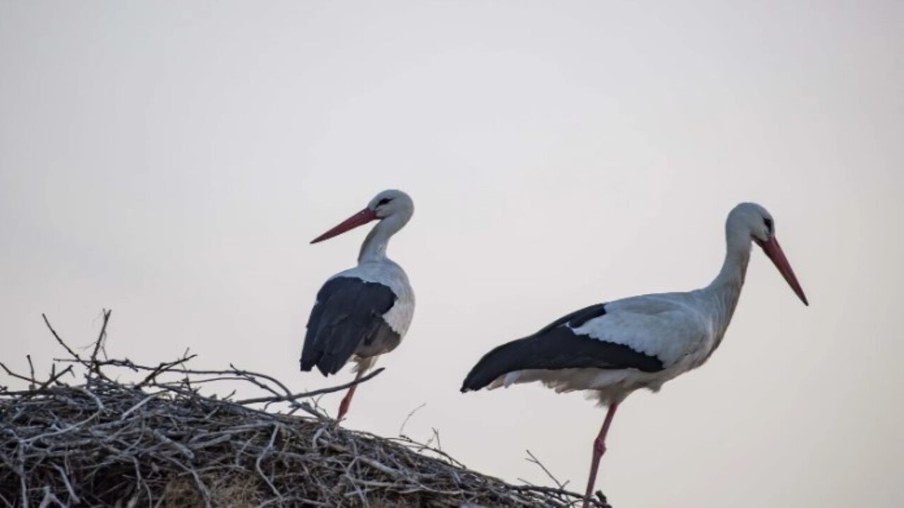 Foto - Tunceli’yi mesken tuttular! İki leylek 6 yıldır göç etmiyor