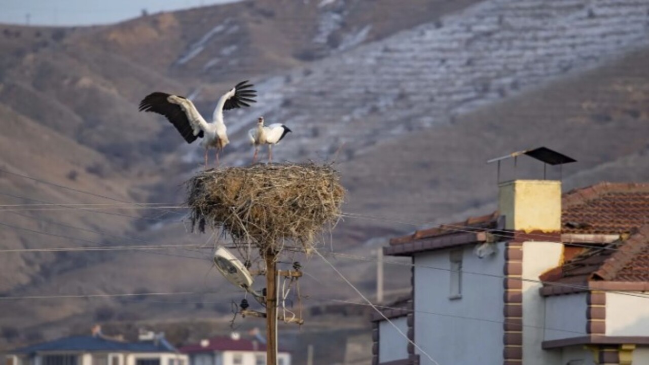 Foto - Tunceli’yi mesken tuttular! İki leylek 6 yıldır göç etmiyor