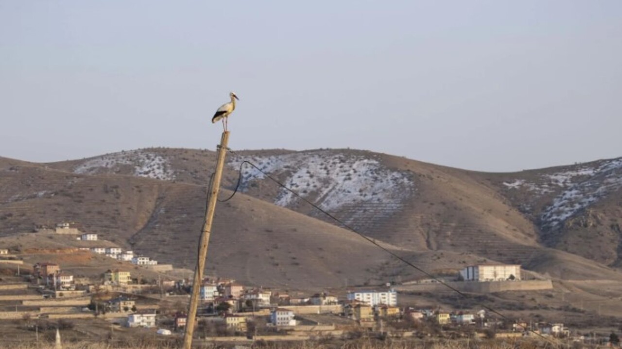 Foto - Tunceli’yi mesken tuttular! İki leylek 6 yıldır göç etmiyor