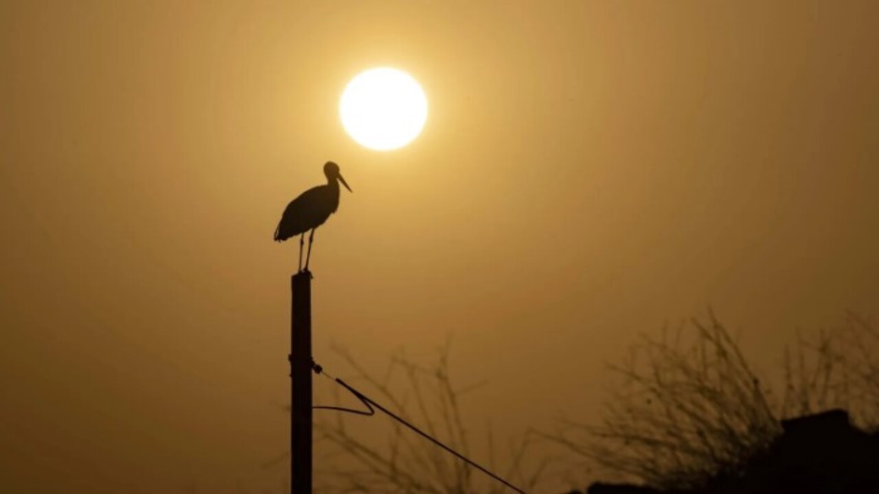 Foto - Tunceli’yi mesken tuttular! İki leylek 6 yıldır göç etmiyor
