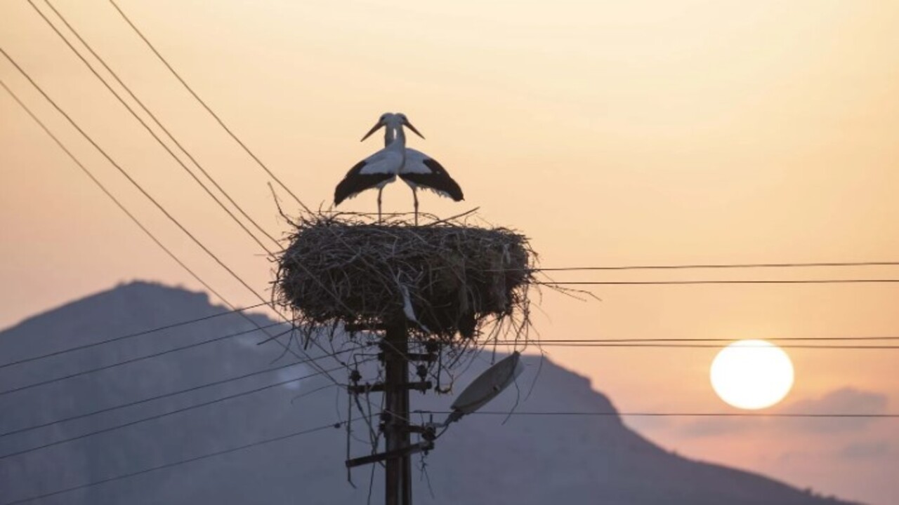 Foto - Tunceli’yi mesken tuttular! İki leylek 6 yıldır göç etmiyor