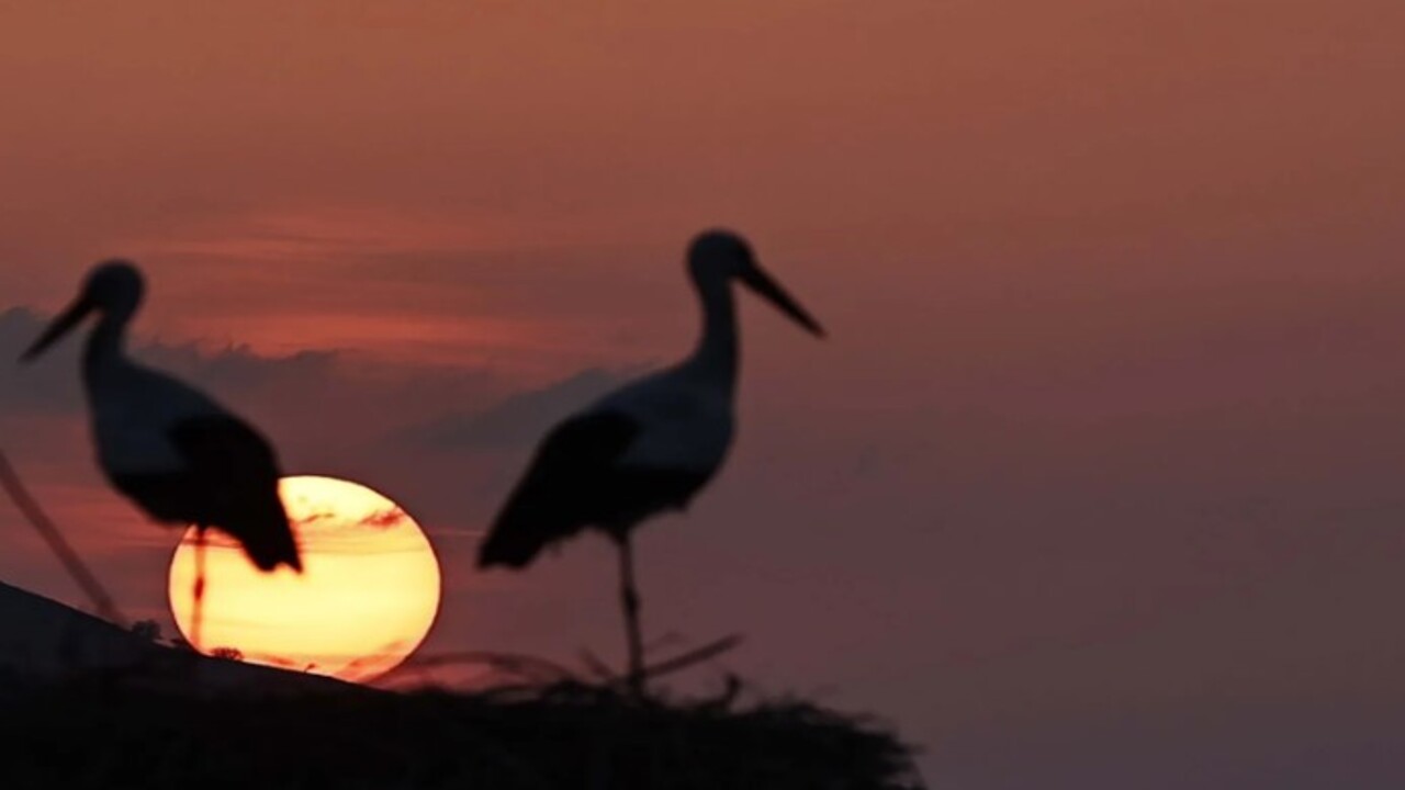 Foto - Tunceli’yi mesken tuttular! İki leylek 6 yıldır göç etmiyor