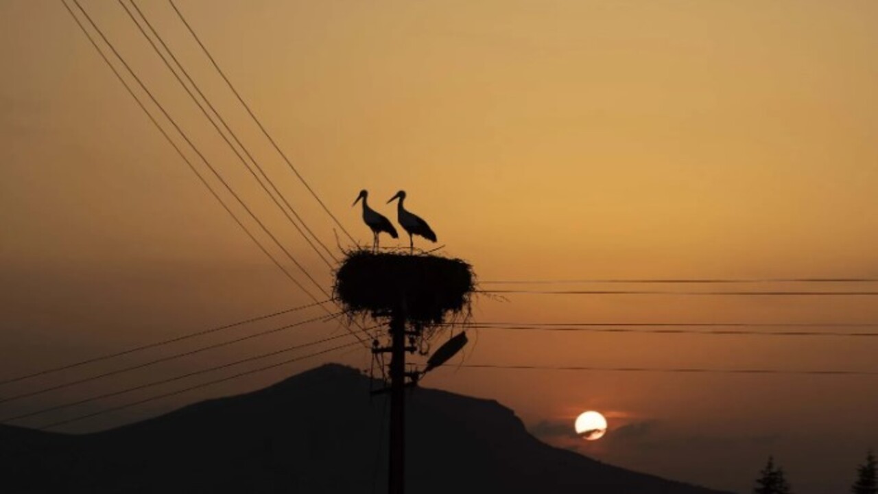 Tunceli’yi mesken tuttular! İki leylek 6 yıldır göç etmiyor