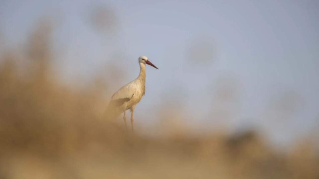 Foto - Tunceli’yi mesken tuttular! İki leylek 6 yıldır göç etmiyor