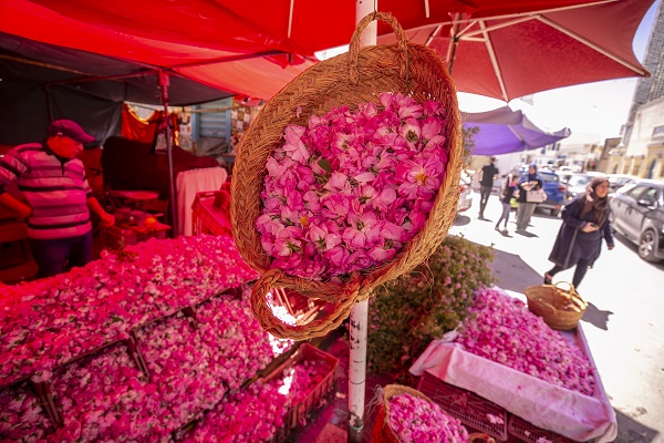 Foto - Tunus’un kadim geleneği "çiçek damıtımı" 