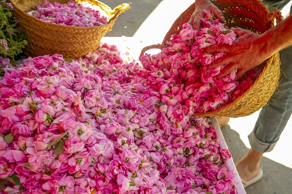 Foto - Tunus’un kadim geleneği "çiçek damıtımı" 