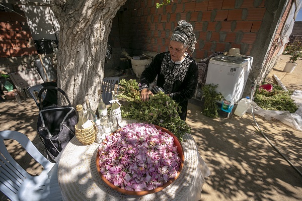 Foto - Tunus’un kadim geleneği "çiçek damıtımı" 