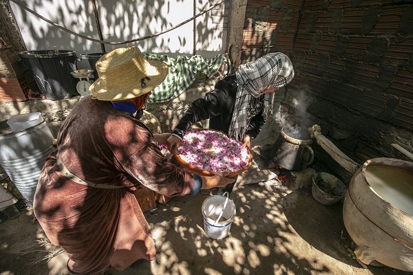 Foto - Tunus’un kadim geleneği "çiçek damıtımı" 